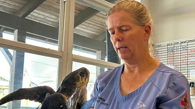 24 endangered sea turtles recovering in Florida after cold stunning off Cape Cod