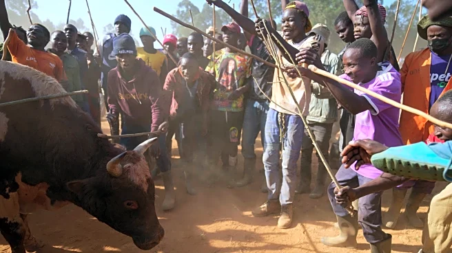 Kenyans unite around the country's growing bullfighting tradition