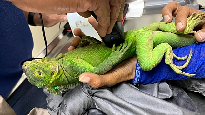 Uninhabited Caribbean islet blossoms into love nest for critically endangered iguana