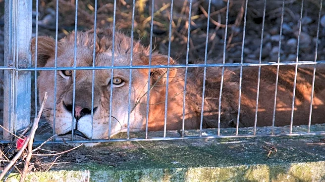 Lion and bear kept as pets in Albania find new homes in German wildlife sanctuaries