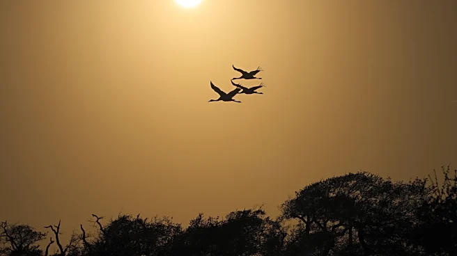 Along the Texas Coast, a new sanctuary aims to protect the endangered and rare whooping crane