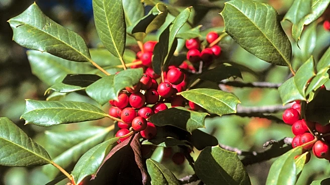 Deck your garden with boughs of holly, a plant rich in symbolism and evergreen beauty
