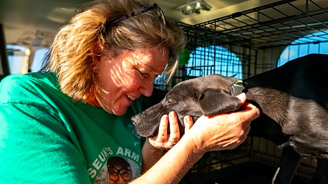 How Seuk Kim's tragic plane crash built a volunteer army of pet rescuers