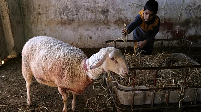 Israeli settlers forcibly enter Palestinian home and kill sheep in latest West Bank attack