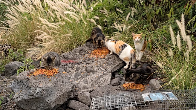 Hawaii's Big Island bans feeding feral cats in an effort to help endangered native species