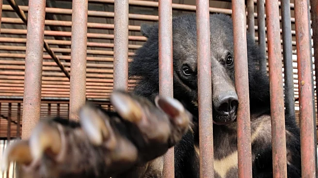South Korea to end breeding of bears and extraction of their bile