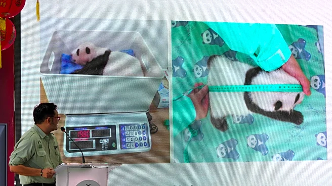 Indonesia's panda cub Rio thriving 40 days after birth