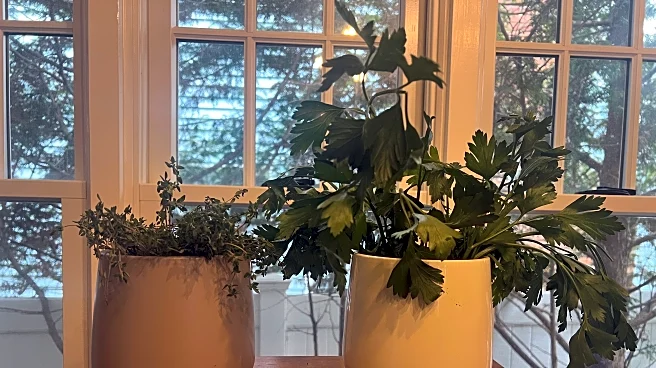 Herbs grown indoors require extra care. Here are some tips