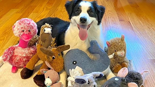 Some gifted dogs can learn new toy names by eavesdropping on owners