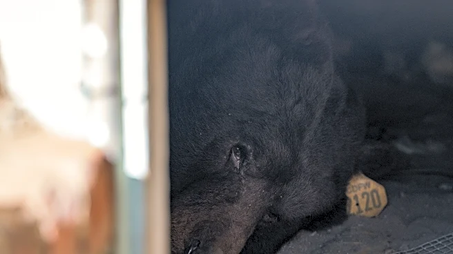 California homeowner rolls out 'unwelcome' mat for black bear living under his house