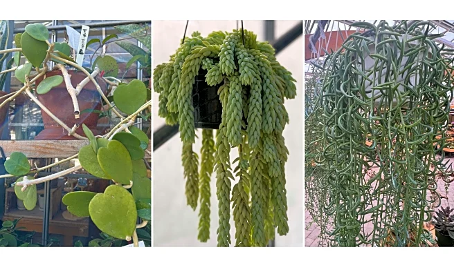 Meet the succulents that look like dolphins and hearts