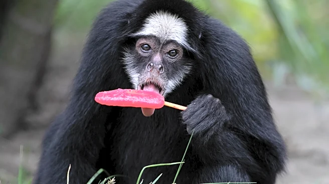 Rio de Janeiro zoo animals are treated to popsicles as the city faces scorching summer weather