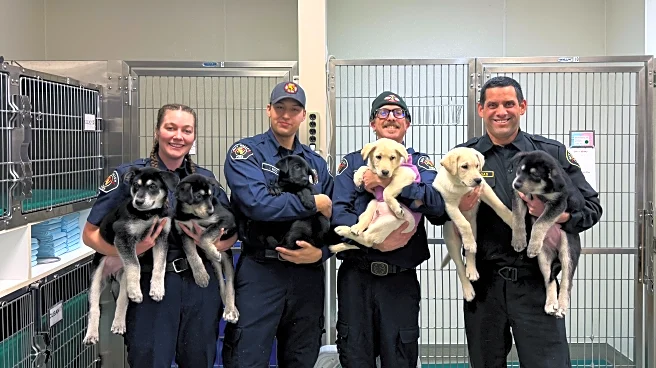 6 puppies treated for a suspected opioid overdose in Washington will find new homes soon