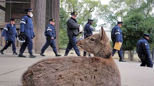 Photos show sacred deer wandering through Japan's ancient capital during Japan-South Korea summit