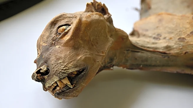 Mummified cheetahs found in Saudi caves shed light on lost populations