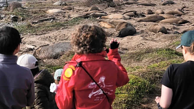 Elephant seals return to Año Nuevo State Park. Visitors watch battling bulls and 75-pound pups