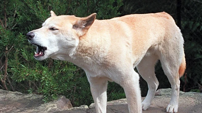 Canadian woman found dead on Australian beach in suspected dingo attack