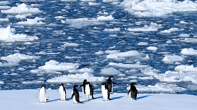 Researchers find Antarctic penguin breeding is heating up sooner, and that's a problem