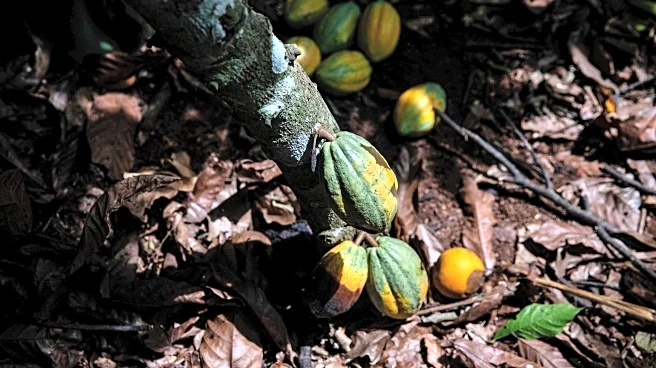 Ivory Coast will buy unsold cocoa stocks as prices plunge