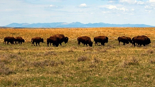 Bureau of Land Management revokes American Prairie bison leases