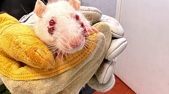 Hundreds of pet rats need new homes after they were found in condemned house in New York