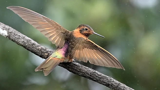 An ancient forest in Ecuador is the last stand for a tiny hummingbird facing extinction