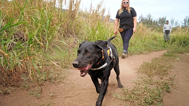 Little fire ant invasion has reached a tipping point on Maui