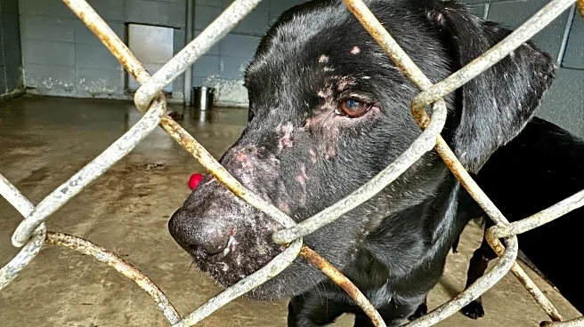 Animal advocates prepare to weather winter storm with 80 rescued dogs in a Mississippi warehouse
