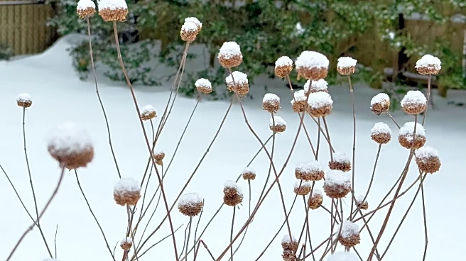 Snow protects your garden beds like winter mulch. Trees might need some help though