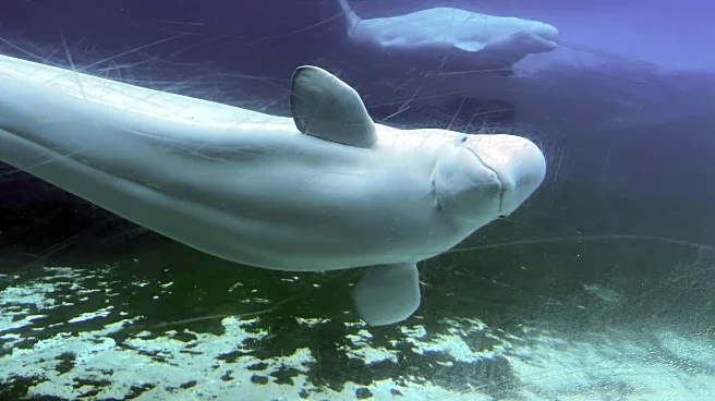 Canada gives conditional approval for Marineland to export remaining belugas to the US