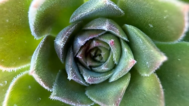 Bring the desert’s warmth indoors this winter with big, bold succulents