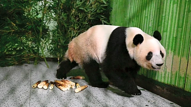 Japan's last pair of pandas have arrived back in China