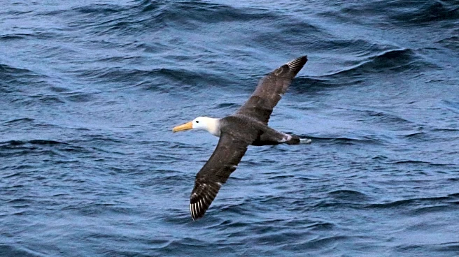 Seagoing albatross makes rare appearance off California coast, startling researchers