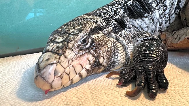 Freezing reptile dubbed 'Lizard in a blizzard' is rescued after being buried in Rhode Island snow