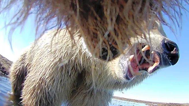 Collar cams offer a bear's eye view into the lives of grizzlies on Alaska's desolate North Slope