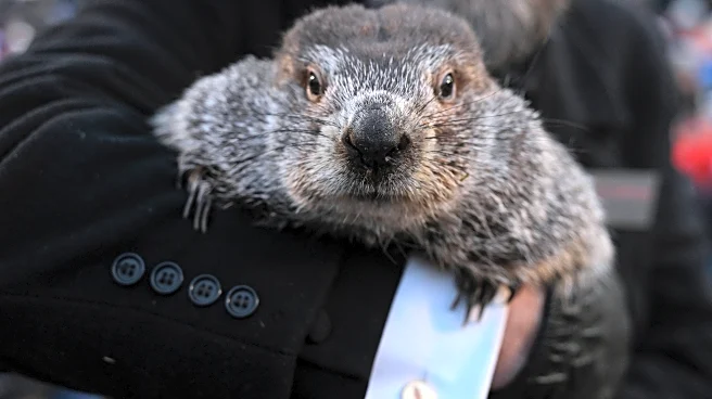 Groundhog Day puts Punxsutawney Phil's forecast about winter's length in the spotlight