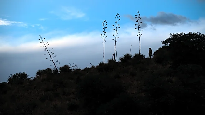 Agave or bust! Mexican long-nosed bats head farther north in search of sweet nectar