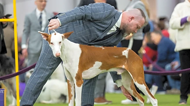 7 dogs competing for Westminster's show big prize Tuesday night