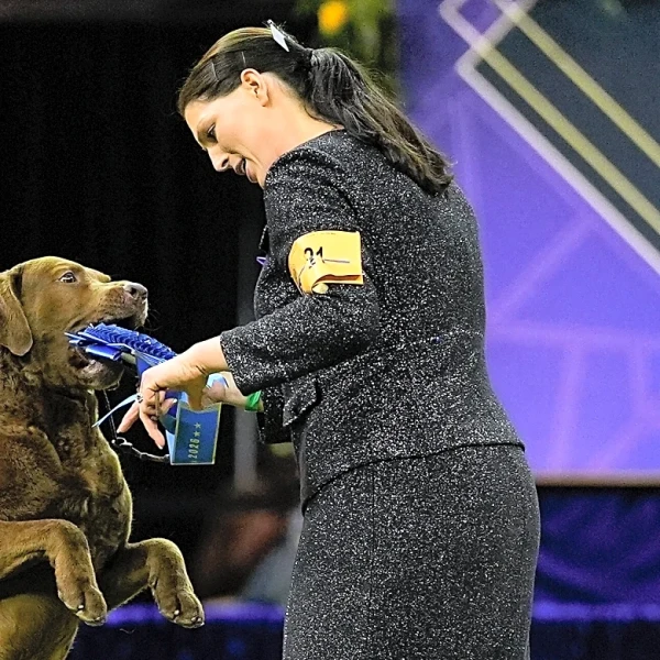 7 dogs competing for Westminster show's big prize Tuesday night