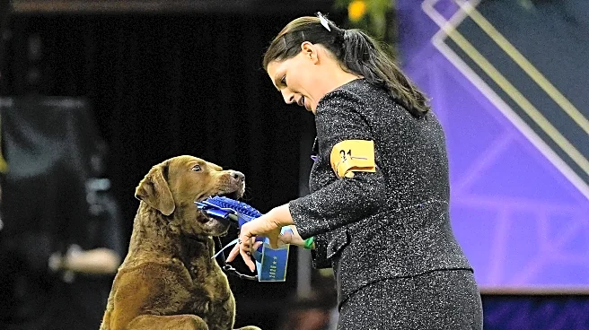 7 dogs competing for Westminster show's big prize Tuesday night