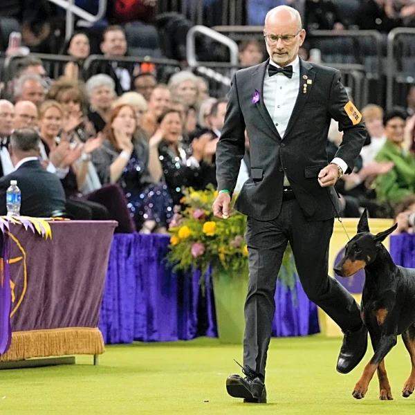 Penny the Doberman pinscher wins the 150th Westminster dog show