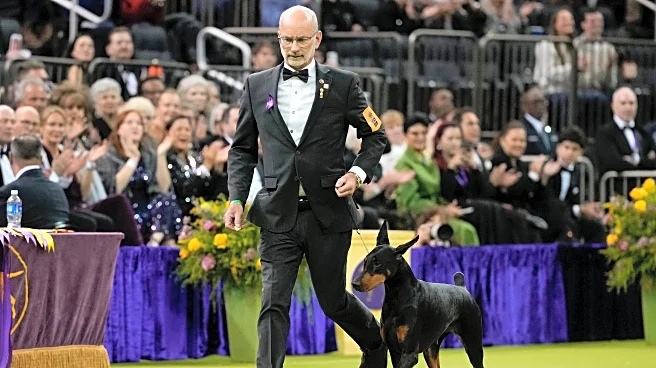 Penny the Doberman pinscher wins the 150th Westminster dog show