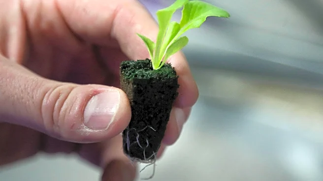 Backyard vegetable gardens are healthy for people and the planet. Here's how to start yours