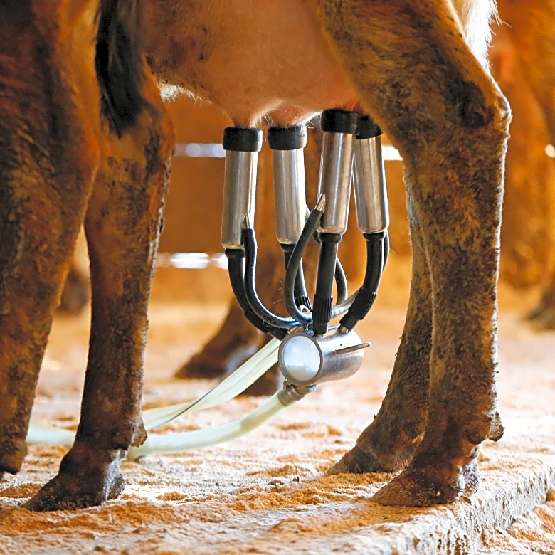 A newborn's death likely linked to the mom drinking raw milk while pregnant