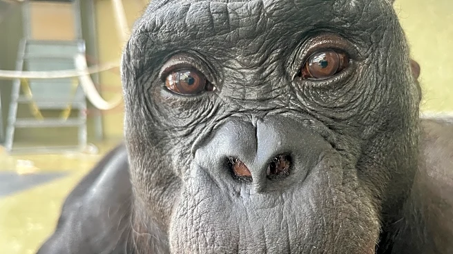 Can apes play pretend? Scientists use an imaginary tea party to find out