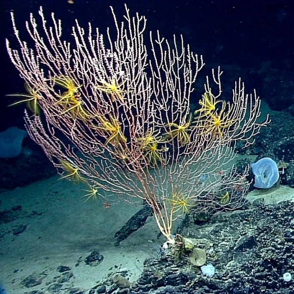 Trump ends Obama-era restrictions on commercial fishing in protected area off New England