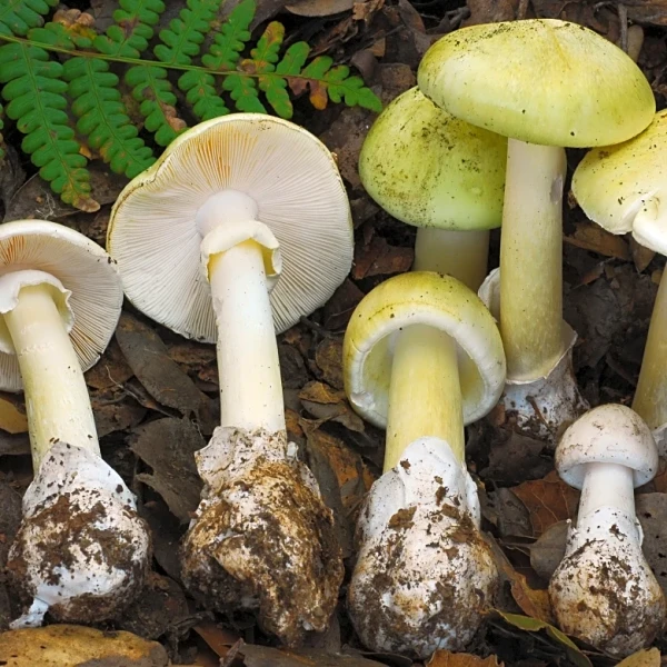 4 people have died from eating death cap mushrooms as they spread in California after rains