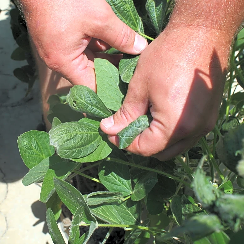 Trump administration approves weed killer dicamba for two common genetically modified crops