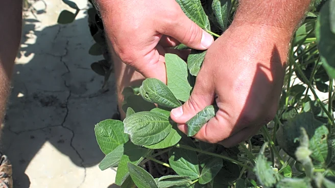 Trump administration approves weed killer dicamba for two common genetically modified crops