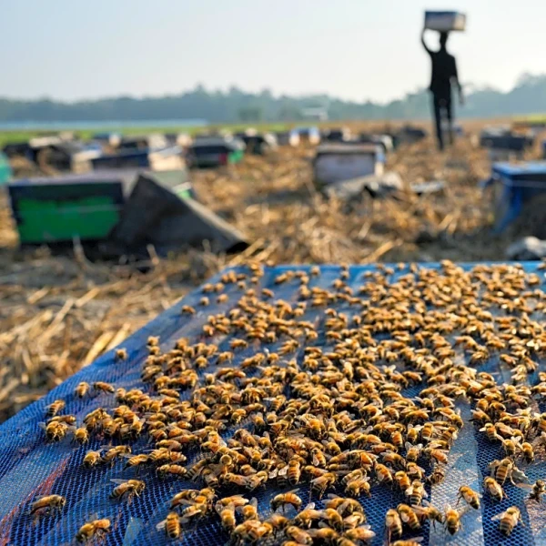 India's migratory beekeepers and their hives follow the flowers to make the honey flow